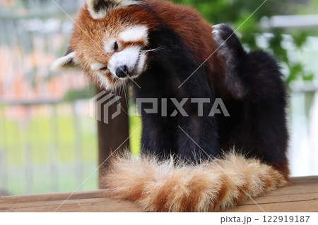 レッサーパンダ レッサーパンダ 122919187