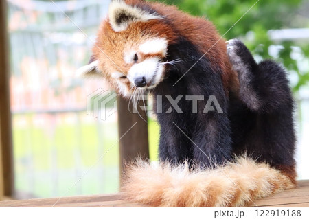レッサーパンダ レッサーパンダ 122919188