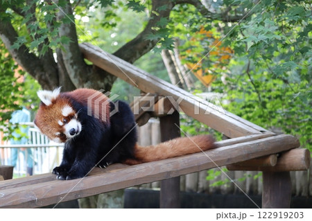 レッサーパンダ 122919203