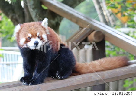 レッサーパンダ 122919204