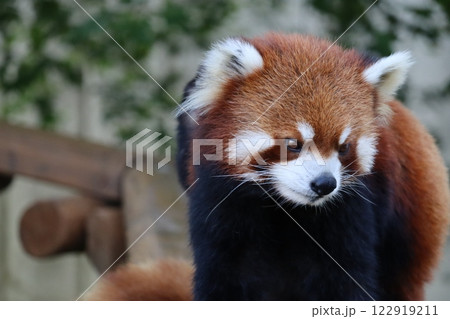 レッサーパンダ 122919211