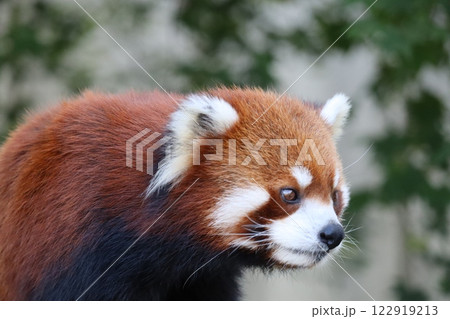 レッサーパンダ 122919213