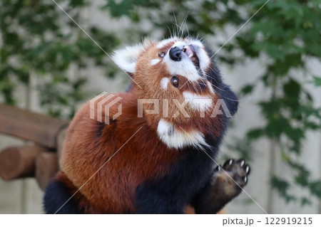レッサーパンダ 122919215