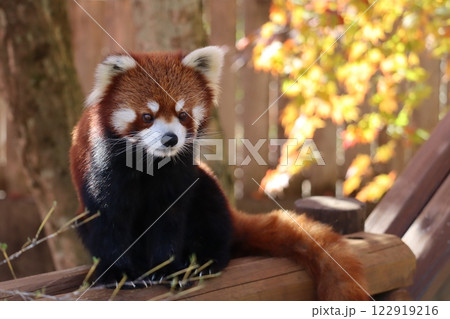 レッサーパンダ 122919216