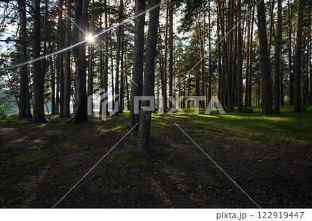 sun rays in the forest sun rays in the forest 122919447