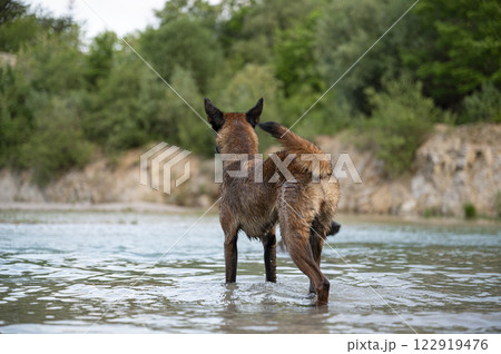 View from behind of alert belgian malinois shepherd dog View from behind of alert belgian malinois shepherd dog 122919476