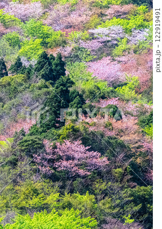 新緑と山桜　神が宿る山　洋上アルプス屋久島 122919491