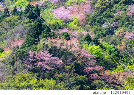 新緑と山桜 神が宿る山 洋上アルプス屋久島 新緑と山桜 神が宿る山 洋上アルプス屋久島 122919492