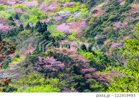 新緑と山桜 神が宿る山 洋上アルプス屋久島 新緑と山桜 神が宿る山 洋上アルプス屋久島 122919493