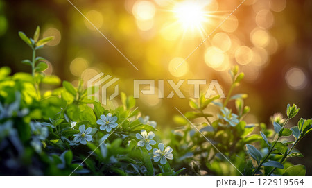 Sunlight filters through foliage illuminating delicate flowers in a serene garden setting Sunlight filters through foliage illuminating delicate flowers in a serene garden setting 122919564