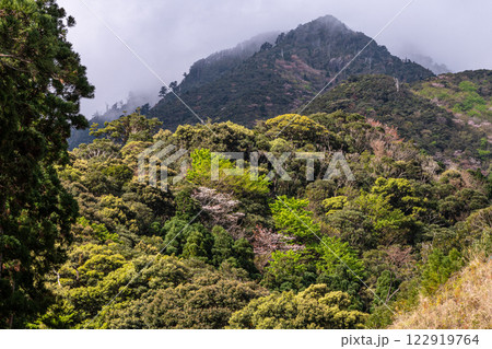 新緑若葉と山桜 神が宿る山々 洋上アルプス屋久島 新緑若葉と山桜 神が宿る山々 洋上アルプス屋久島 122919764
