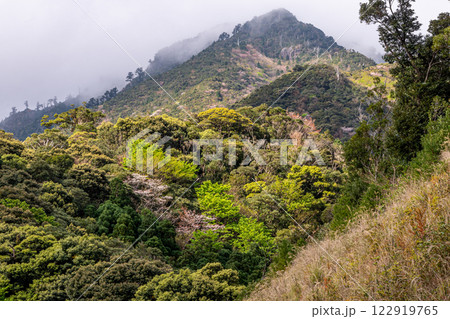 新緑若葉と山桜 神が宿る山々 洋上アルプス屋久島 新緑若葉と山桜 神が宿る山々 洋上アルプス屋久島 122919765