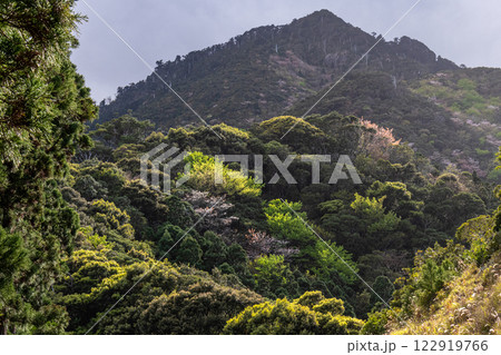 新緑若葉と山桜　神が宿る山々　洋上アルプス屋久島 122919766