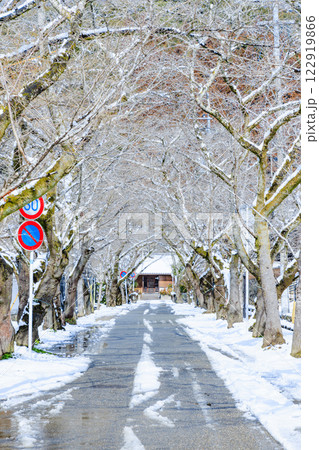 冬の積雪した秋月城跡 参道 福岡県朝倉市 冬の積雪した秋月城跡 参道 福岡県朝倉市 122919866