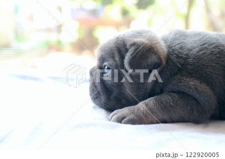 blue tan french bulldog puppy blue tan french bulldog puppy 122920005