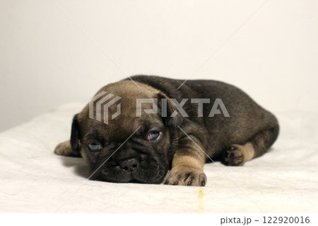 blue tan french bulldog puppy 122920016