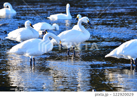 越冬するコハクチョウ　荒川本流　　 122920029