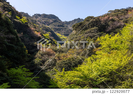 新緑若葉と山桜 神が宿る山々 洋上アルプス屋久島 新緑若葉と山桜 神が宿る山々 洋上アルプス屋久島 122920077