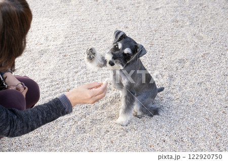 ハイタッチをするミニチュアシュナウザー 122920750