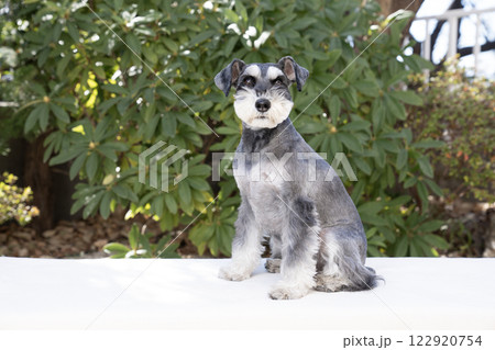 お座りしたミニチュアシュナウザー 122920754