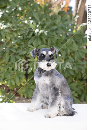 お座りしたミニチュアシュナウザー お座りしたミニチュアシュナウザー 122920755