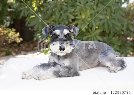 お座りしたミニチュアシュナウザー 122920756