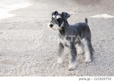 白い石の庭とミニチュアシュナウザー 122920759