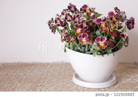 ビオラの寄せ植え 122920885