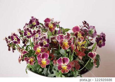 ビオラの寄せ植え 122920886