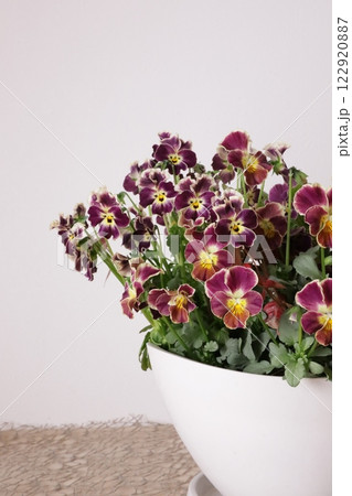 ビオラの寄せ植え 122920887