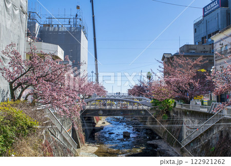 静岡県熱海市　あたみ桜　糸川遊歩道　2月上旬 122921262