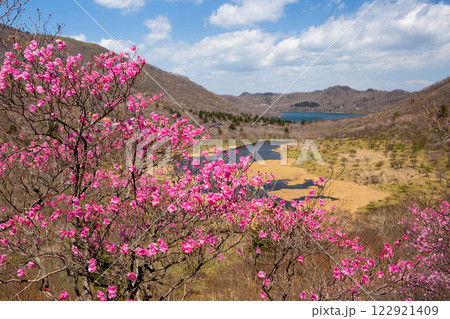 満開のアカヤシオと覚満淵 122921409