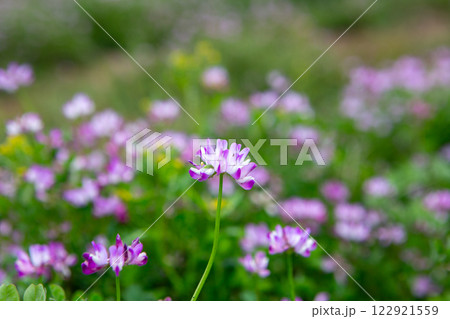 蓮華の花畑 122921559
