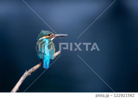 カワセミ　水面バック 122921562