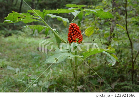 秋、真っ赤に実ったマムシグサの実 122921660