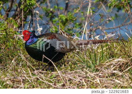 オスの雉 クローズアップ オスの雉 クローズアップ 122921683