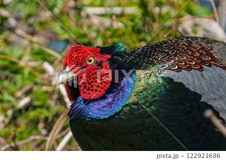 オスの雉 クローズアップ オスの雉 クローズアップ 122921686