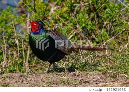 オスの雉　クローズアップ 122921688