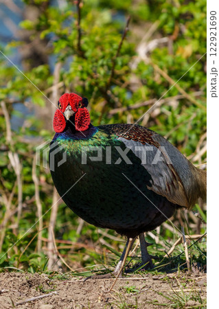 オスの雉 クローズアップ オスの雉 クローズアップ 122921690