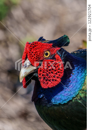 オスの雉　クローズアップ 122921704