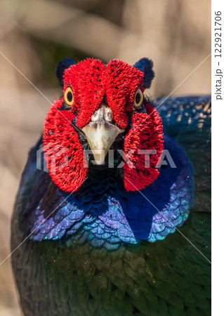 オスの雉　クローズアップ 122921706