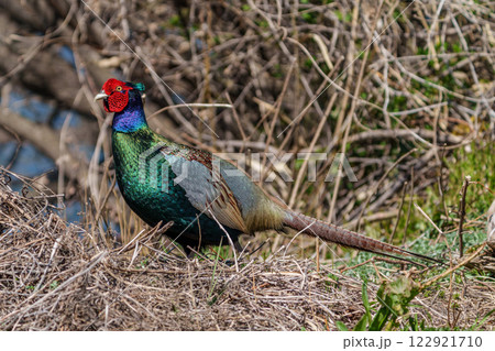 オスの雉 クローズアップ オスの雉 クローズアップ 122921710