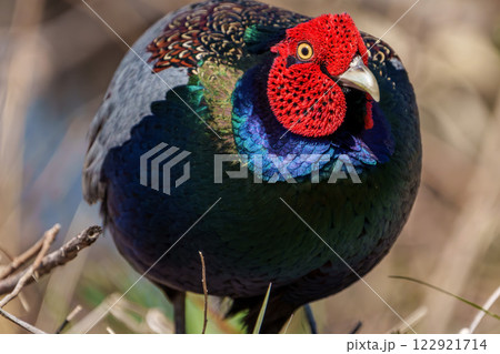 オスの雉　クローズアップ 122921714