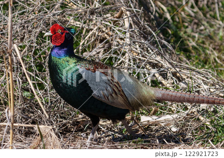 オスの雉 クローズアップ オスの雉 クローズアップ 122921723