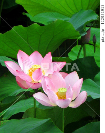 まっすぐに伸びるピンクの蓮の花 122921915