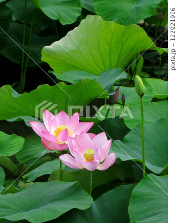 まっすぐに伸びるハスの花と大きな葉っぱ まっすぐに伸びるハスの花と大きな葉っぱ 122921916