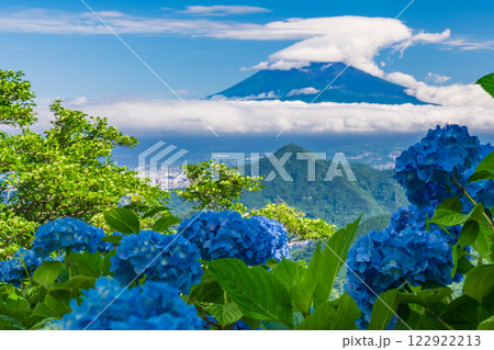 【静岡県】伊豆パノラマパーク　山頂のアジサイと富士山の展望 122922213