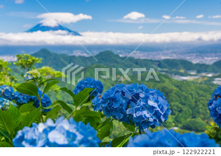 【静岡県】伊豆パノラマパーク　山頂のアジサイと富士山の展望 122922221