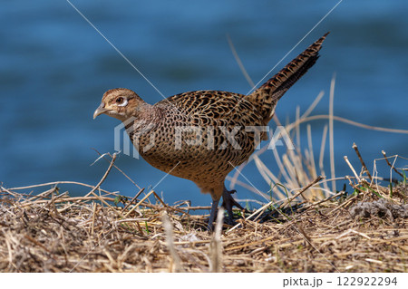 メスの雉 メスの雉 122922294