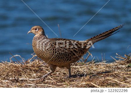メスの雉 メスの雉 122922296